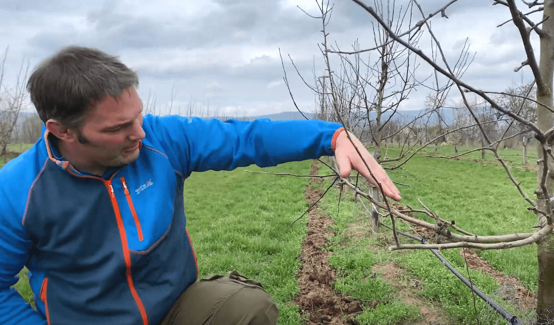 Anleitung zum Baumschnittkurs