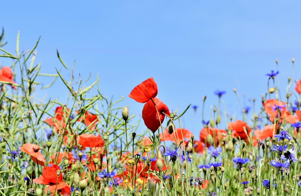 25 Quadratmeter Blumenwiese für unsere Bienen Ingelbaum