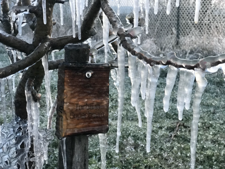 Neues vom Ingelbaumfeld Ingelbaum